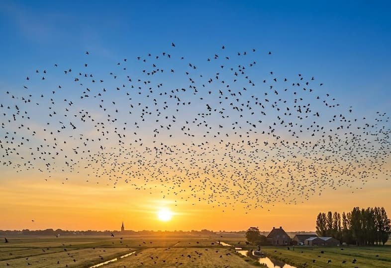 Starling murmuration forming an F at sunset